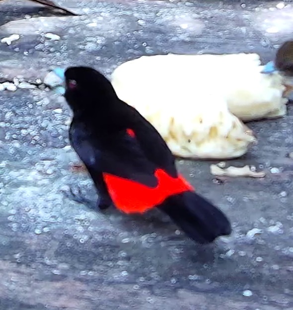 Flame-rumped Tanager