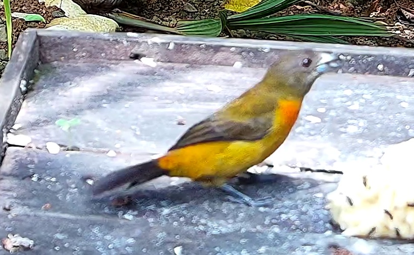 Flame-rumped Tanager