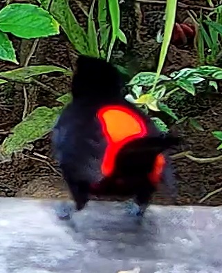 Flame-rumped Tanager