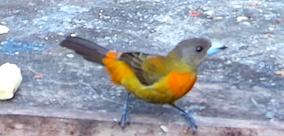 Flame-rumped Tanager