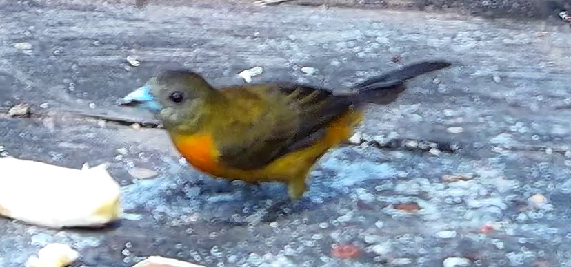 Flame-rumped Tanager