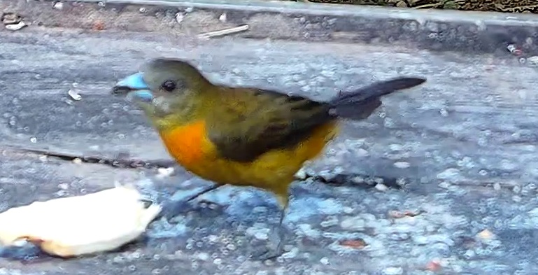 Flame-rumped Tanager