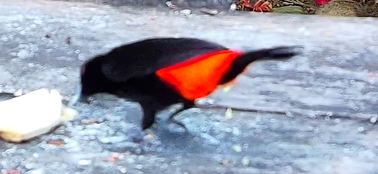 Scarlet-rumped Tanager