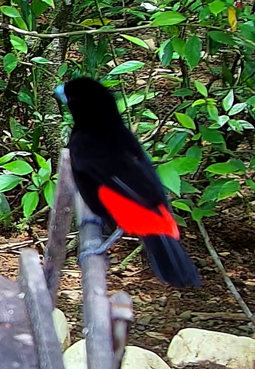 Scarlet-rumped Tanager