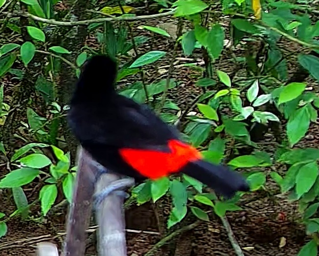 Flame-rumped Tanager