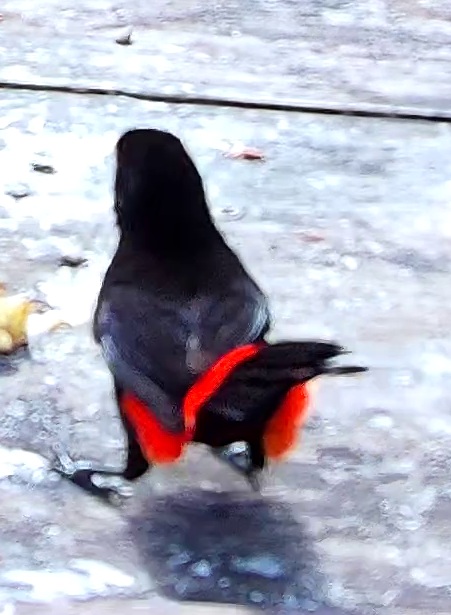 Crimson-rumped Tanager