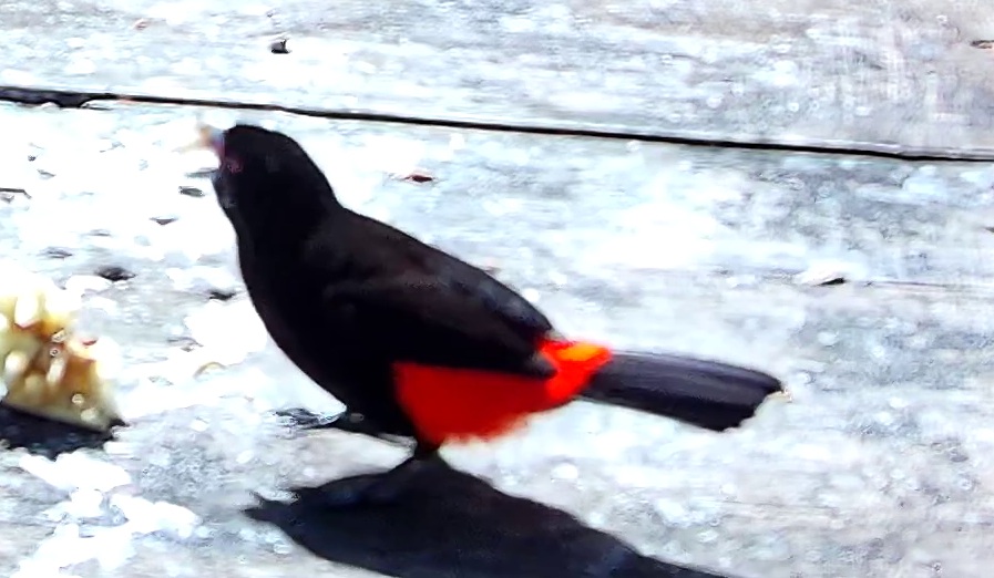 Flame-rumped Tanager