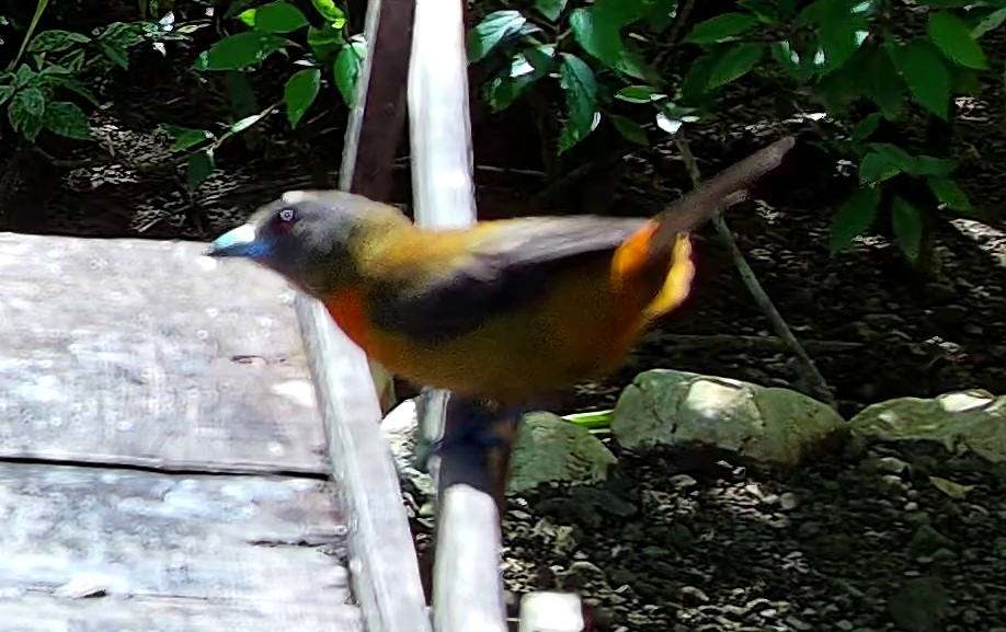 Buff-throated Saltator