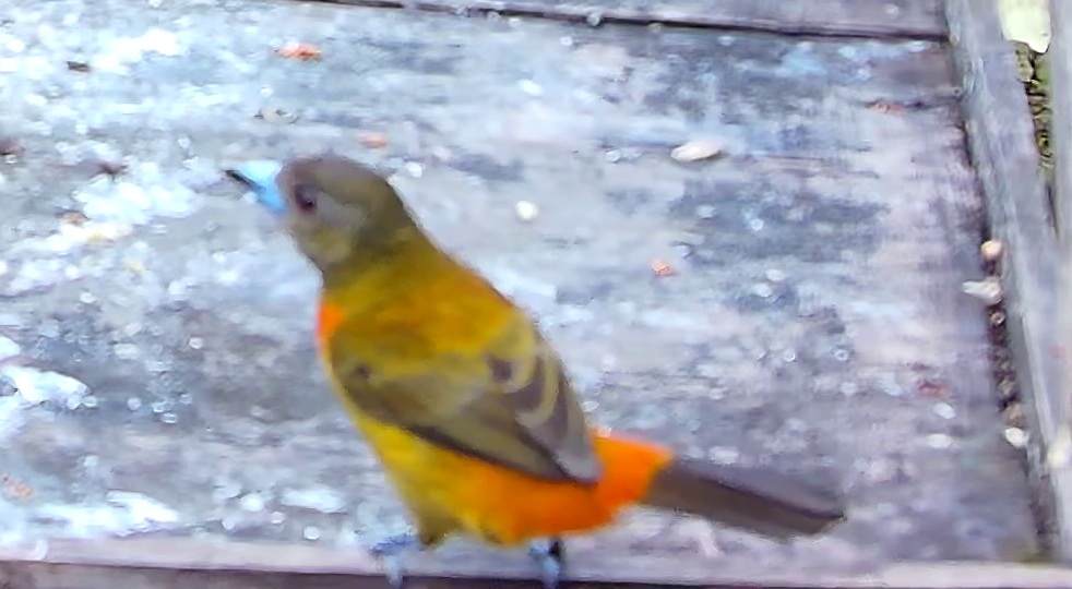 Flame-rumped Tanager