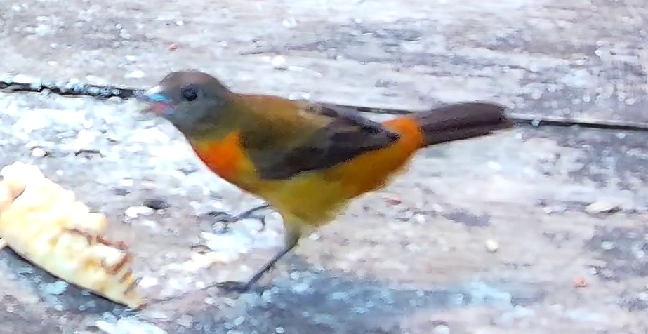 Flame-rumped Tanager
