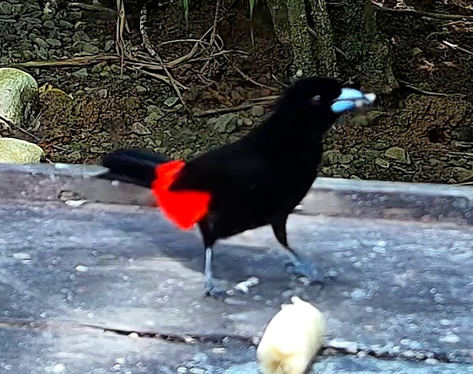 Scarlet-rumped Tanager