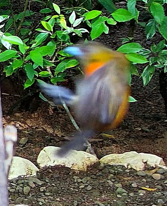 Flame-rumped Tanager