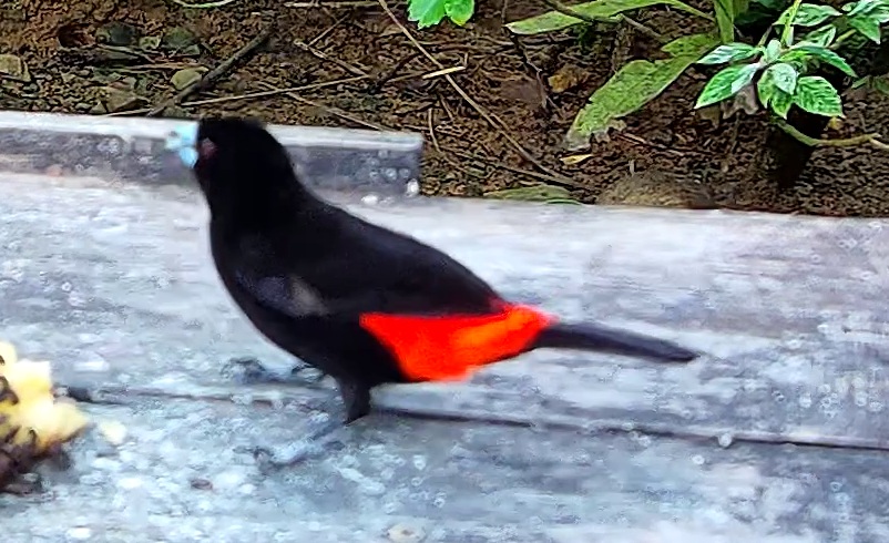 Cherrie's tanager