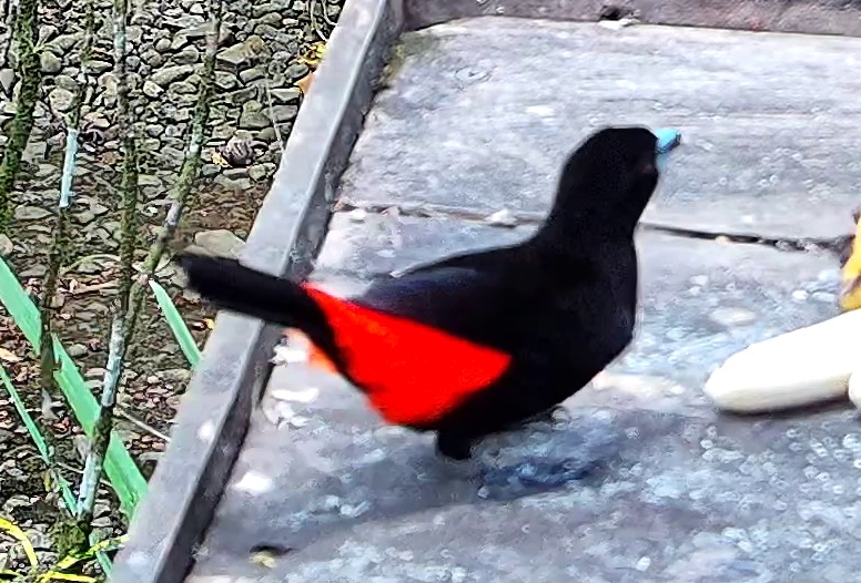Cherrie's tanager