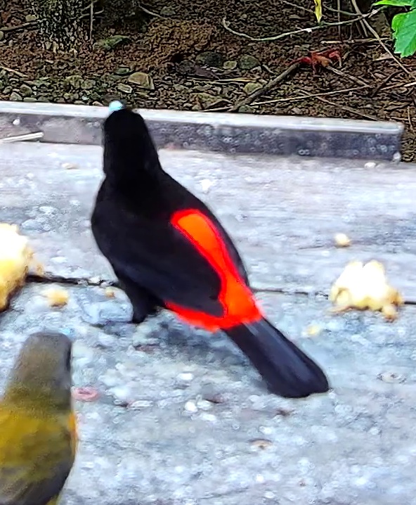 Flame-rumped Tanager