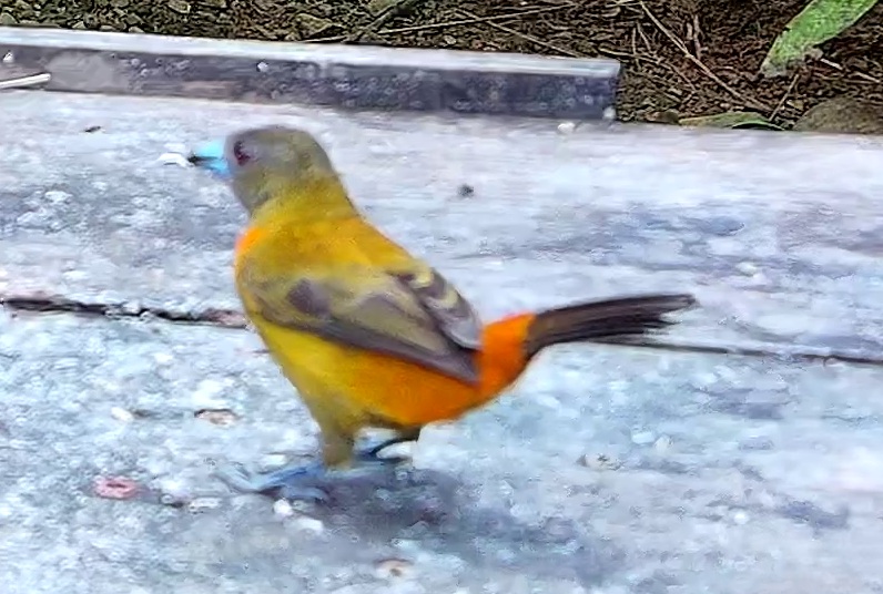 Flame-rumped Tanager