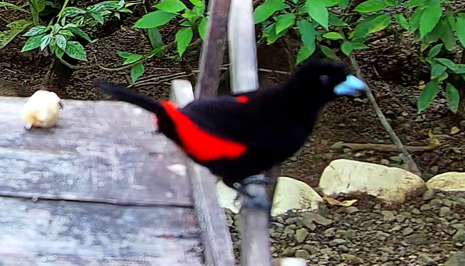 Scarlet-rumped Tanager