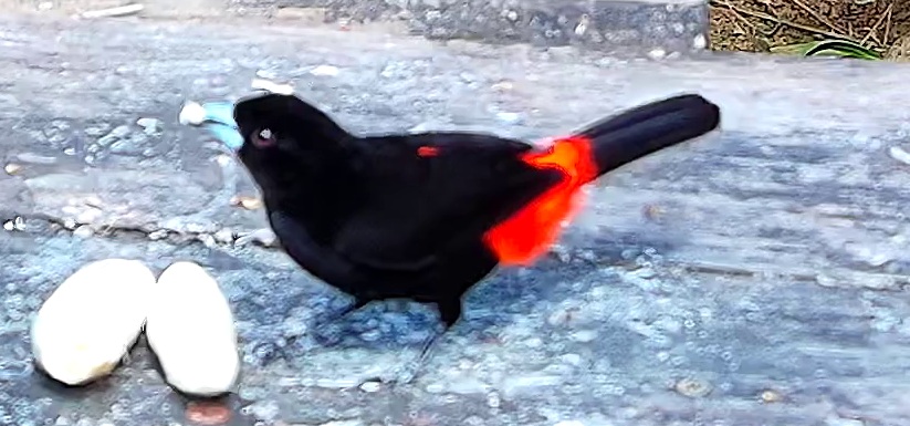 Flame-rumped Tanager
