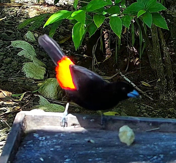 Scarlet-rumped Tanager