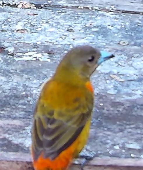 Flame-rumped Tanager