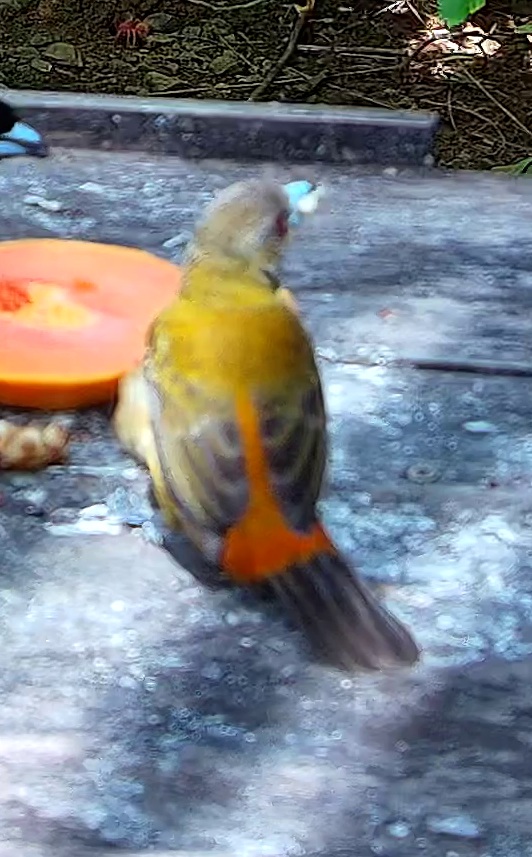 Flame-rumped Tanager