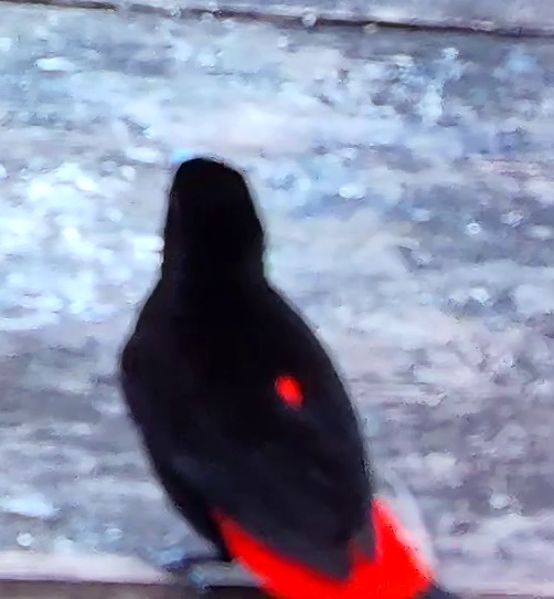 Cherrie's tanager