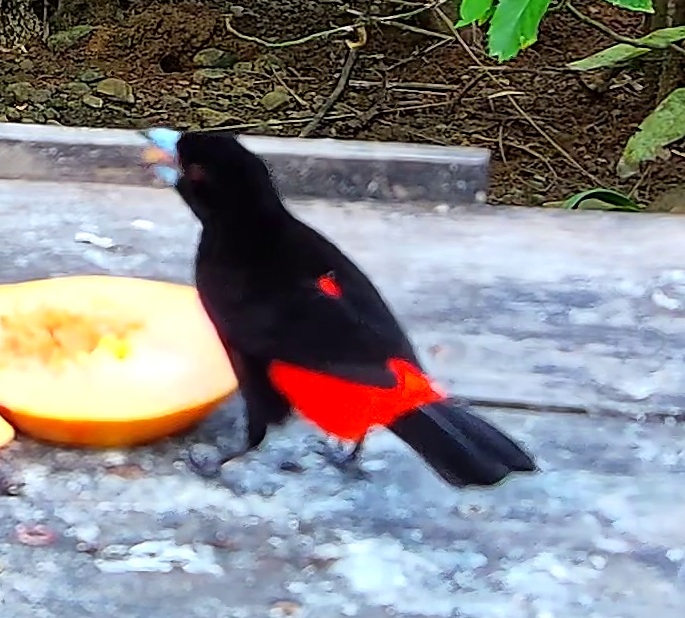 Scarlet-rumped Tanager