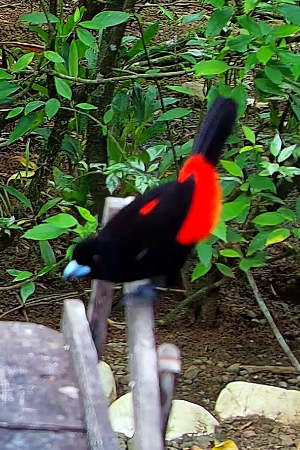 Scarlet-rumped Tanager