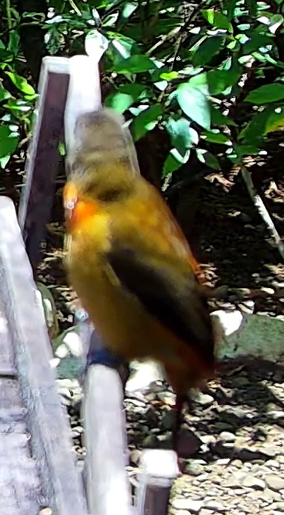 White-lined Tanager