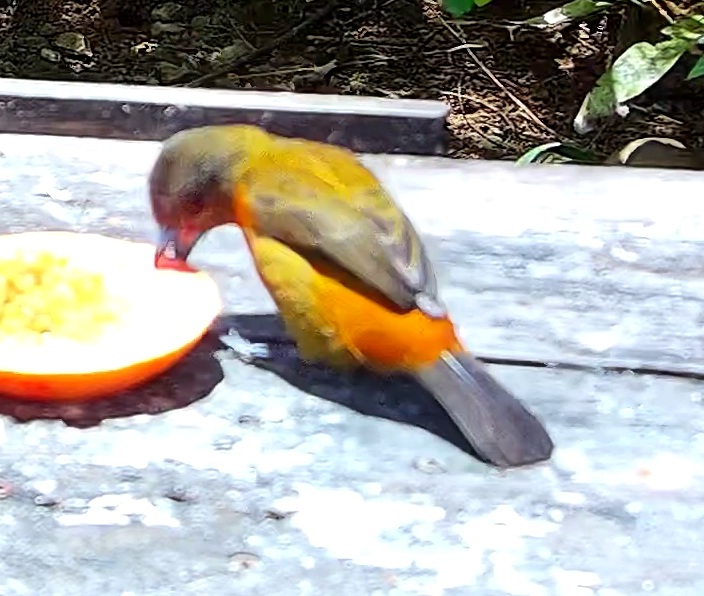 Flame-rumped Tanager