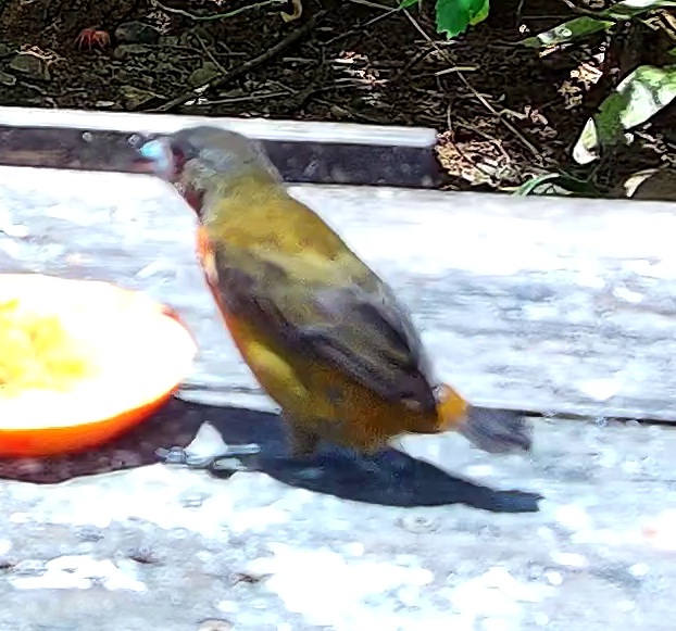 Flame-rumped Tanager