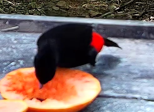 Cherrie's tanager