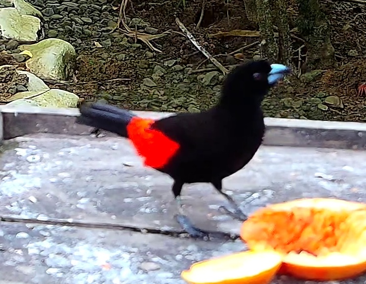 Scarlet-rumped Tanager