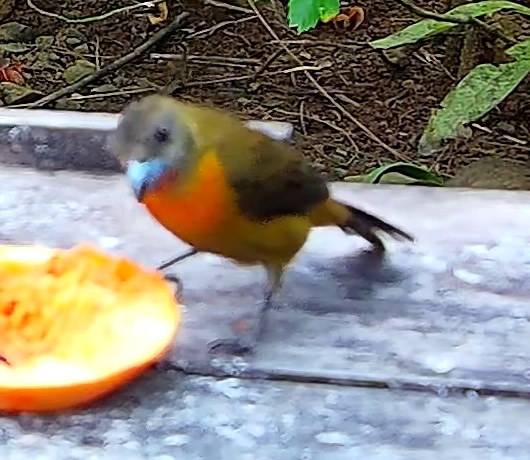 Cherrie's tanager
