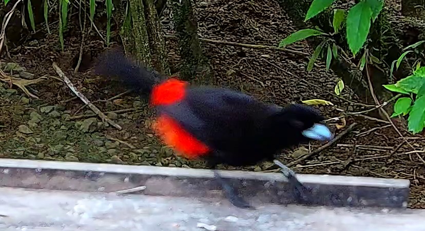Scarlet-rumped Tanager