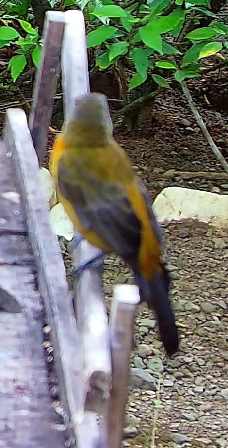 Flame-rumped Tanager