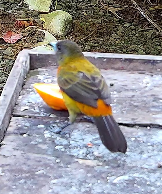 Flame-rumped Tanager