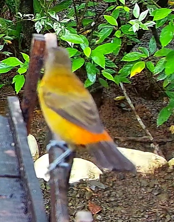 Flame-rumped Tanager