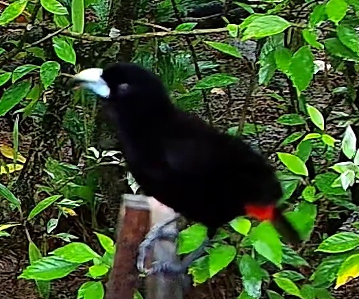 Flame-rumped Tanager