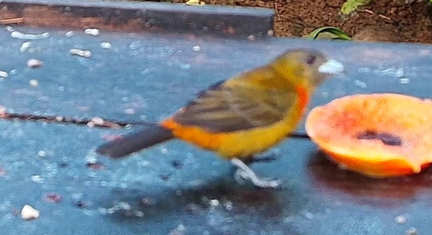 Flame-crested Tanager