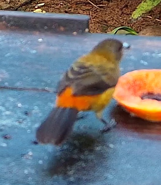 Flame-rumped Tanager