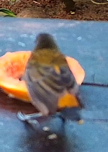 Flame-crested Tanager