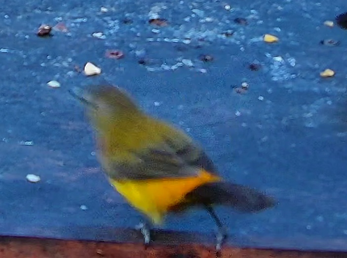 Palm Tanager