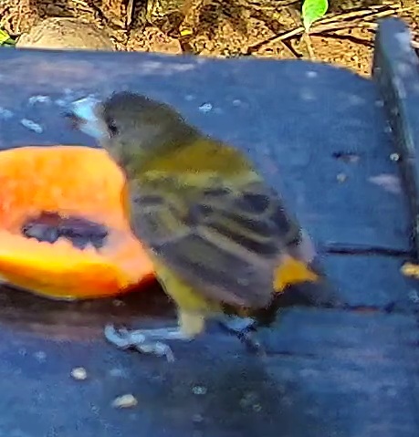 Buff-throated saltator