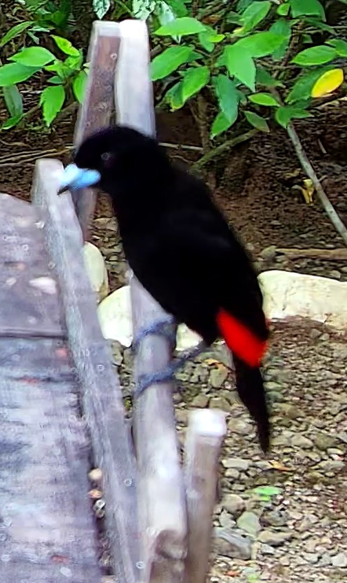Scarlet-rumped Tanager