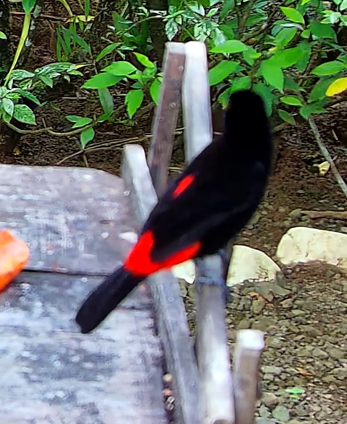 Scarlet-rumped Tanager
