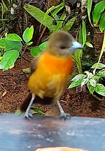Flame-rumped Tanager