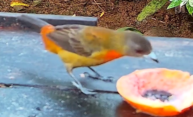 Flame-rumped Tanager
