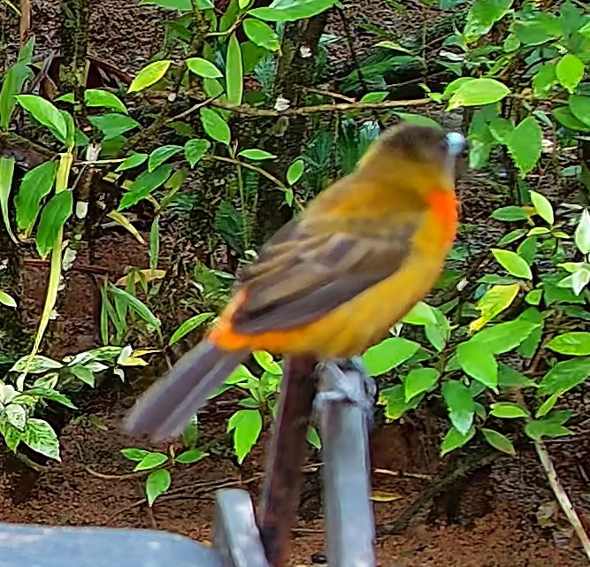 Flame-crested tanager