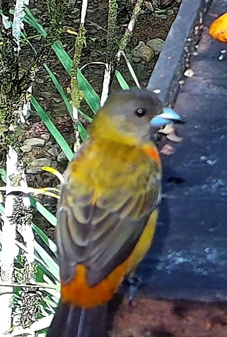 Flame-rumped Tanager